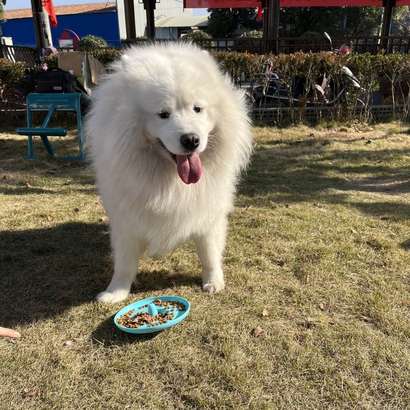 EBES Pet Flying Discs 19cm Plastic Resistant Bite Floating Toy Flying Saucer Dog Cat Toy Chew Puppy Training Interactive Toy