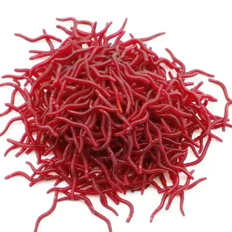 50/100pcs Soft Lure Bass Bream Bloodworm Fishing Lure Earthworm Worm Rubber Red Worms Baits Fishy Smell Realistic Tackle - Fishing Lures - AliExpress